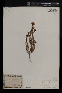 Agathosma corymbosa image
