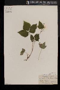 Rubus pubescens image