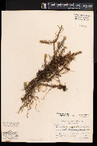 Dichaea neglecta image