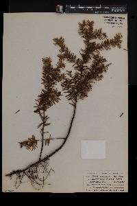 Taxus canadensis image