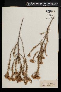 Pteronia teretifolia image