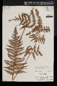 Pteridium aquilinum var. feei image