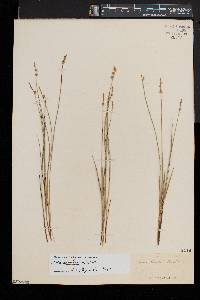 Carex sterilis image