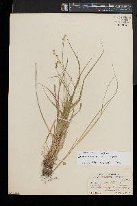 Carex seorsa image