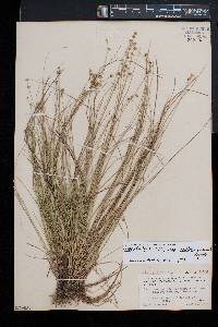 Carex atlantica subsp. capillacea image