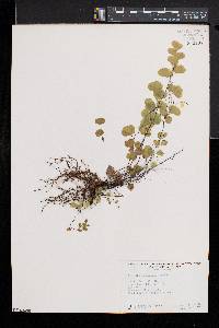 Adiantum capillus-veneris image