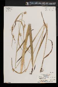 Carex folliculata image