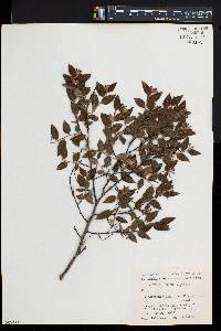 Wikstroemia sikokiana image