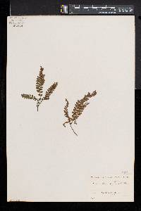 Adiantum affine image