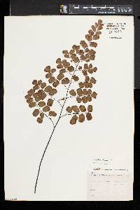 Adiantum affine image