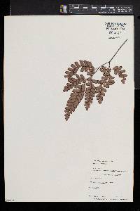 Adiantum affine image