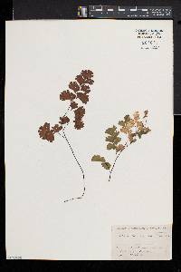 Adiantum capillus-veneris image