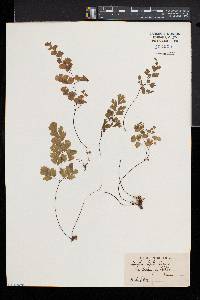 Adiantum capillus-veneris image