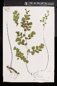 Adiantum capillus-veneris image