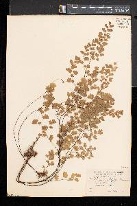 Adiantum capillus-veneris image