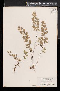 Adiantum capillus-veneris image