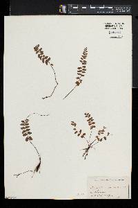 Adiantum caudatum image