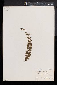 Adiantum caudatum image