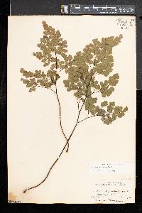 Adiantum chilense image