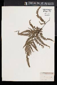 Adiantum formosum image