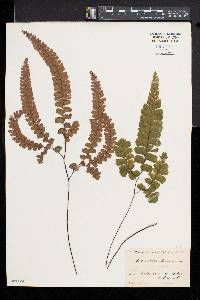 Adiantum hispidulum image