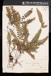 Adiantum hispidulum image