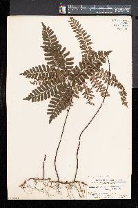 Adiantum intermedium image