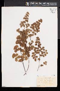 Adiantum jordanii image