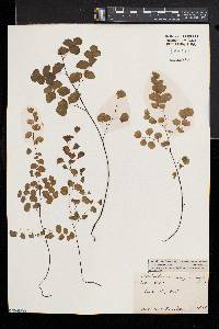 Adiantum jordanii image