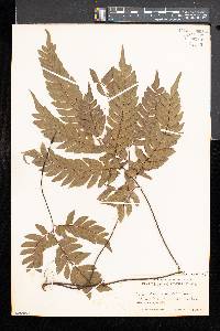 Adiantum latifolium image