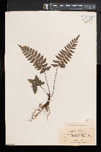 Adiantum petiolatum image