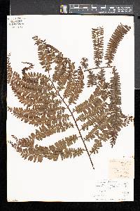 Adiantum pulverulentum image