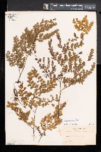 Adiantum raddianum image