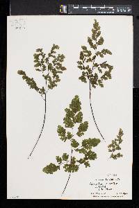 Adiantum raddianum image