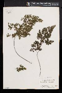 Adiantum raddianum image