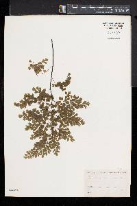 Adiantum raddianum image