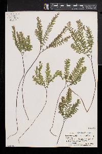 Adiantum aleuticum image