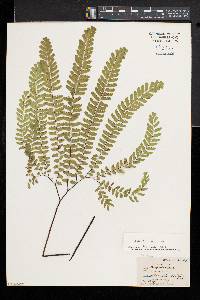 Adiantum aleuticum image