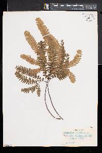 Adiantum aleuticum image