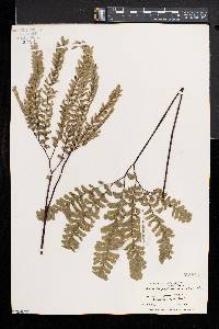 Adiantum aleuticum image