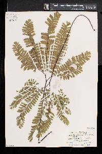 Adiantum aleuticum image