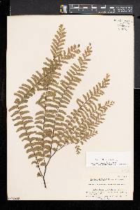 Adiantum aleuticum image