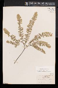 Adiantum aleuticum image