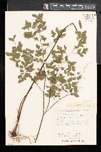 Adiantum tenerum image