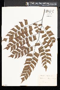 Adiantum trapeziforme image