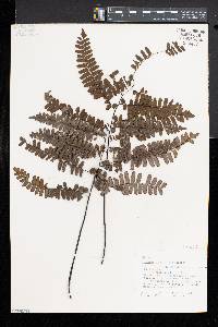 Adiantum glaucescens image