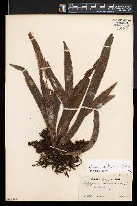 Antrophyum sessilifolium image