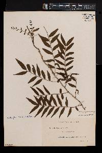 Arthropteris tenella image