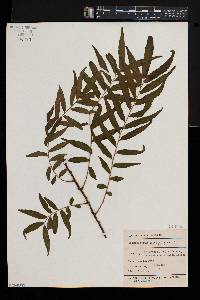 Arthropteris tenella image