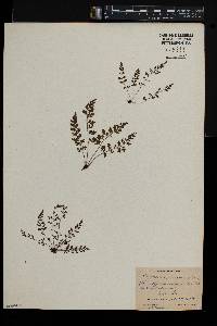 Asplenium varians image